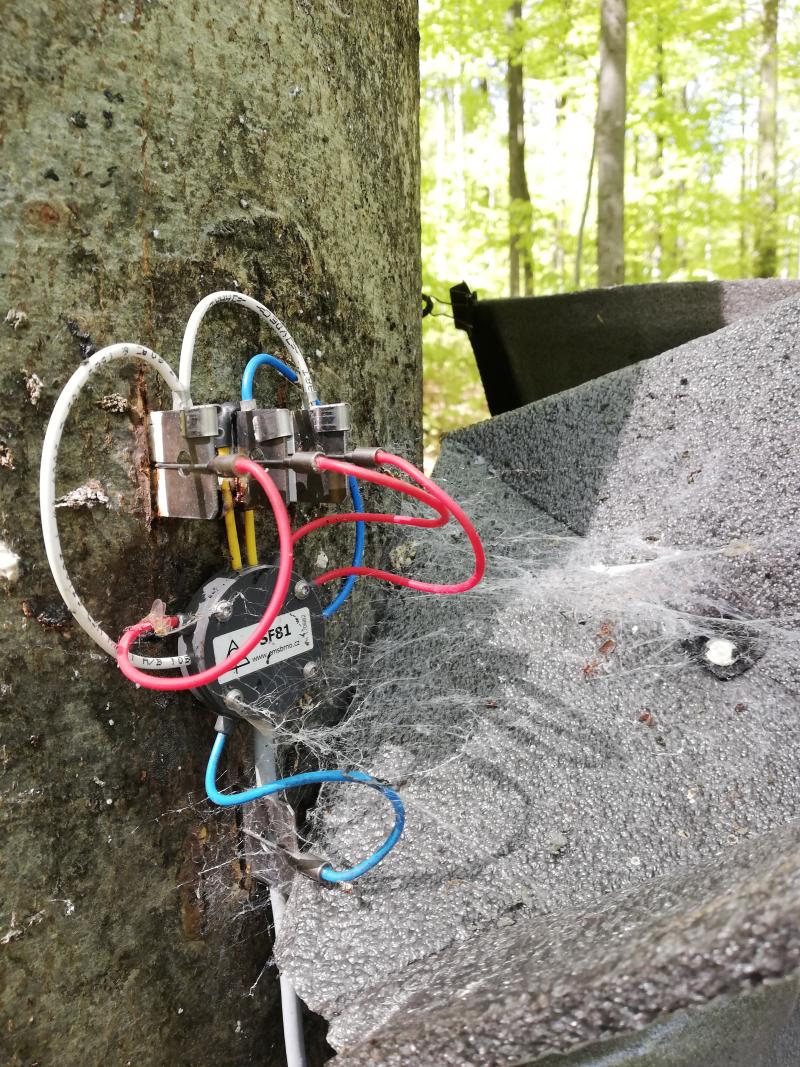 sap flow measurement module; needles (2021)