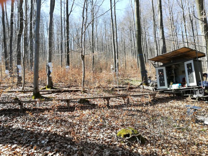 sap flow and dendrometer plot (2021)