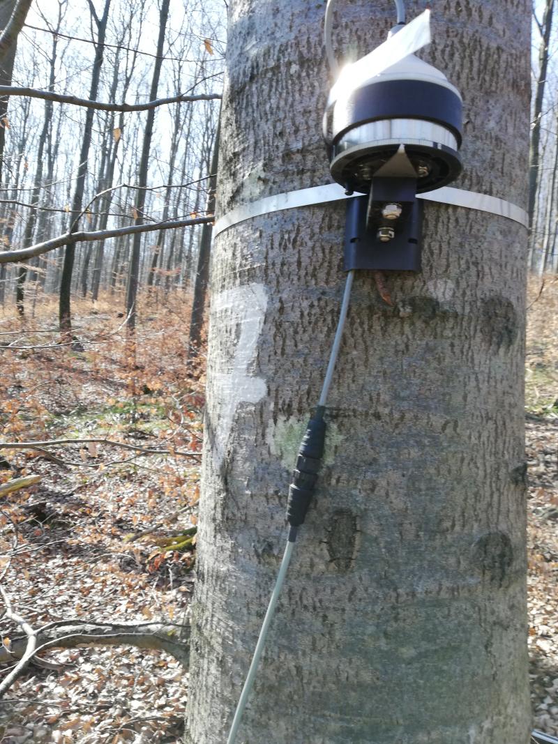 dendrometer on an observed tree (2021)