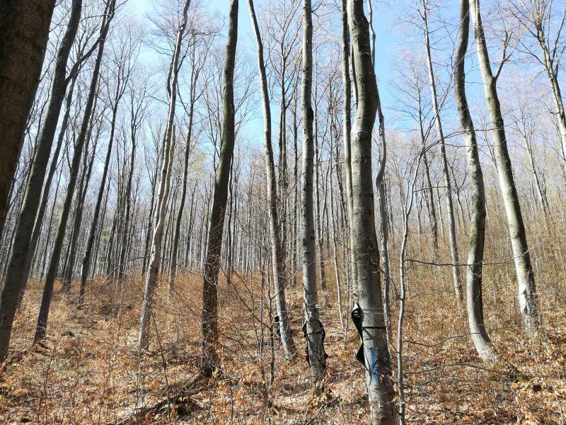 beech tree stand within the catchment area (2021)