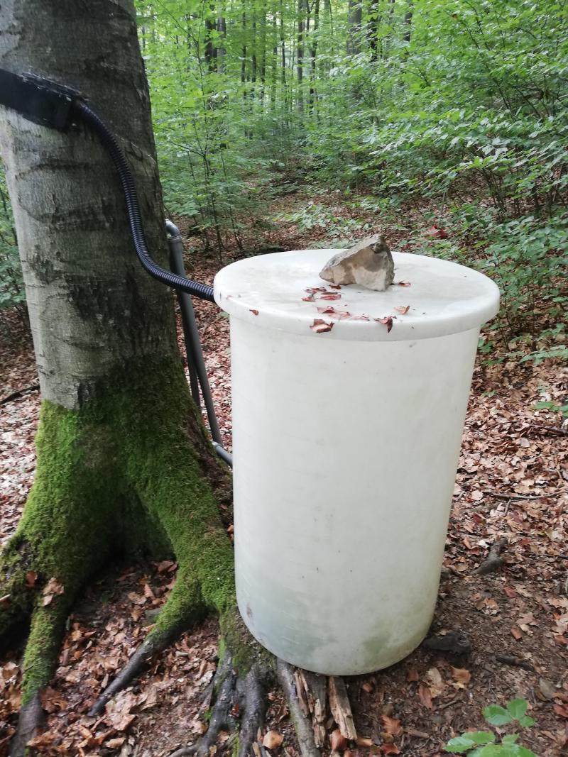 stem flow collector (2023)