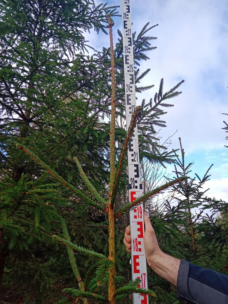 Annual increase in height; spruce (Picea abies); (2023)