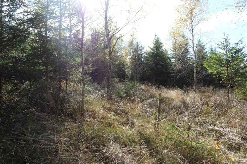 soil moisture field (2023)