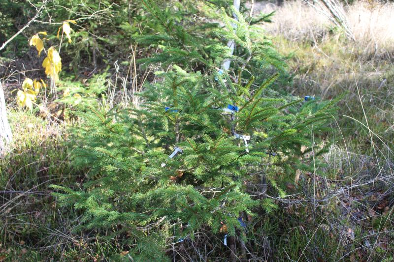 Natural regeneration spruce (2023)