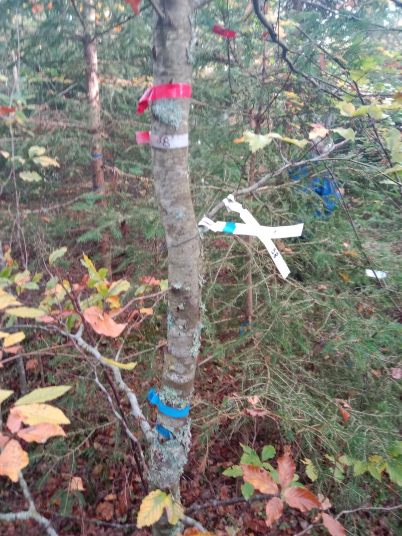 sampled beech (Fagus sylvatica) on a plot (2023)