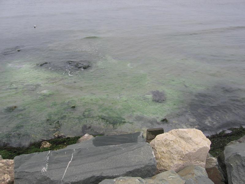 Shallow undersea sulphidic spring