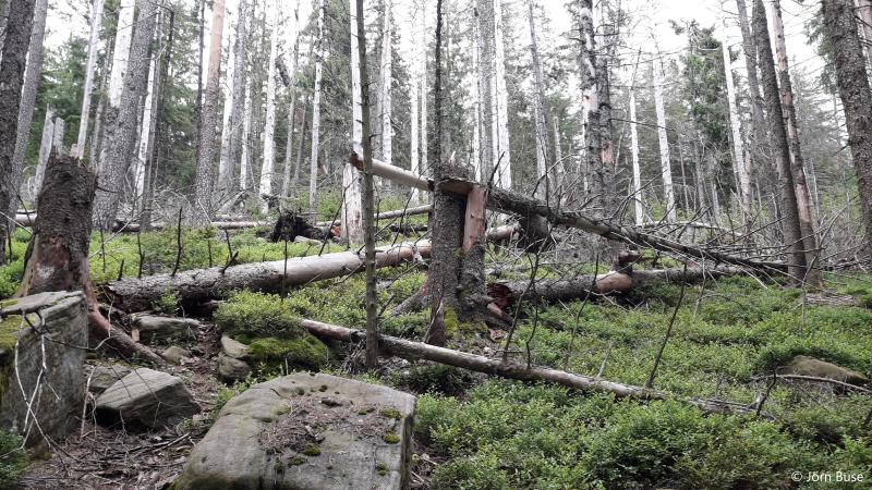 Bark-beetle influenced forest