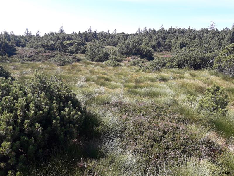 Peat bog habitat