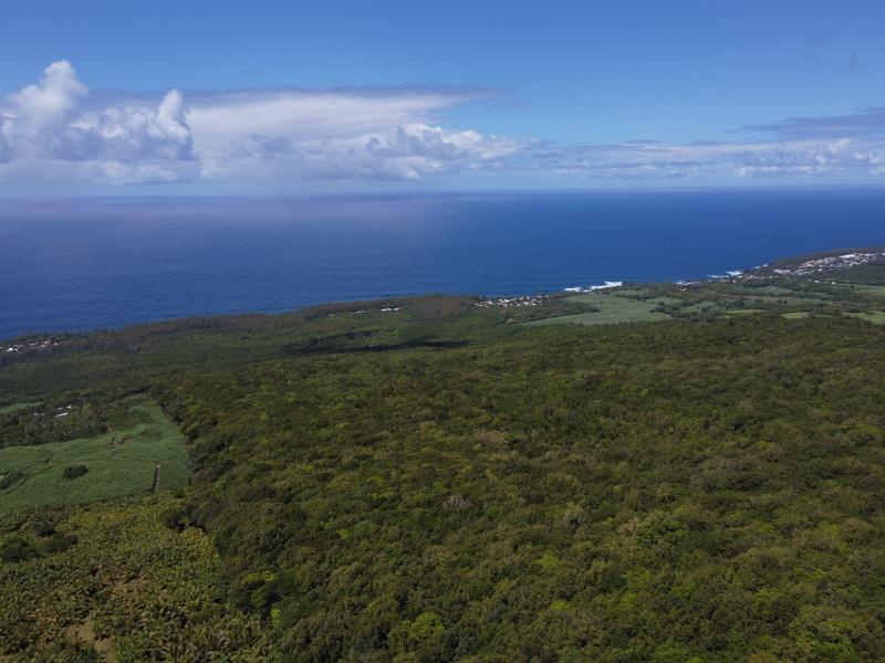 Mare Longue Forest, forest corridor from land to sea, on a 364 year old lava flow, Réunion island.
