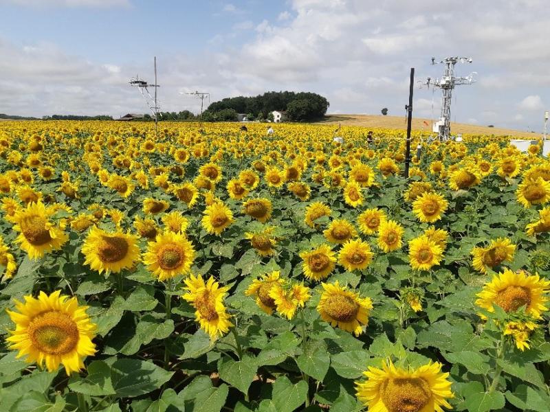 Radiation mast and flux tower above a sunflower crop on Auradé area