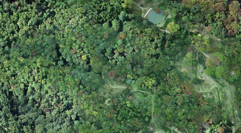 Multiple forest types can be seen