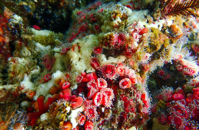 Epibenthic anemones and tunicates on a rocky reef