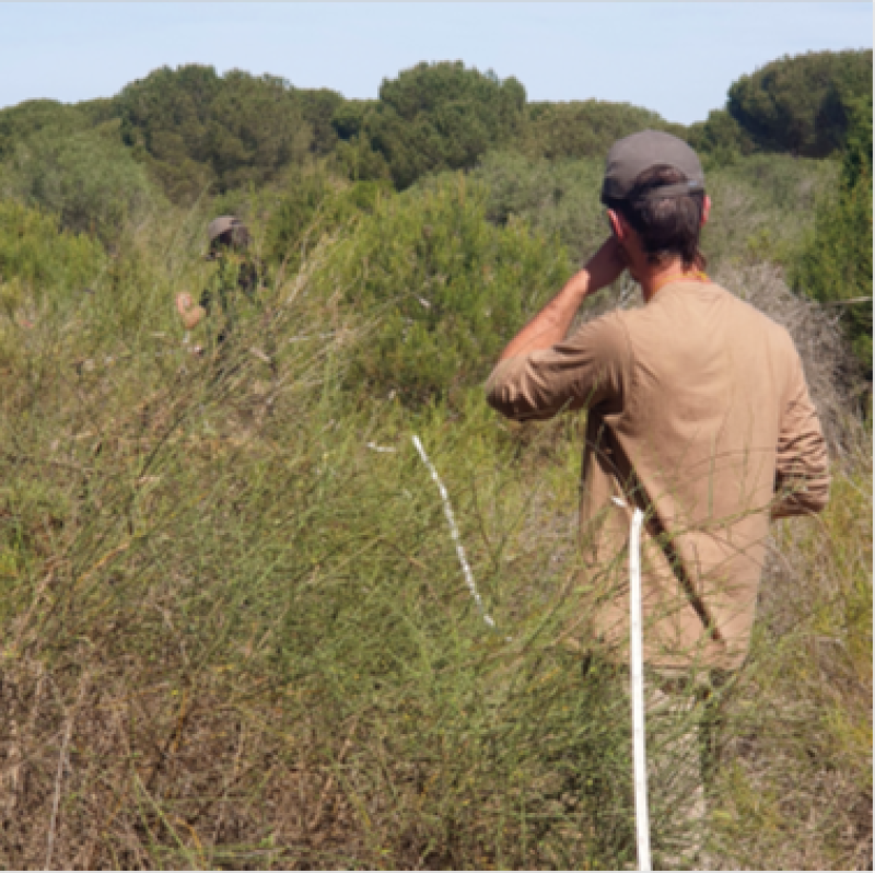 Plant Percent cover sampling in Doñana shrubland monitoring plots