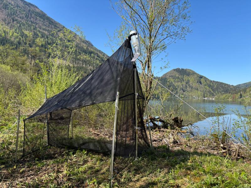 Malaise trap installation