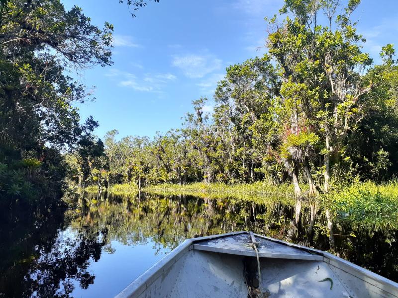 A near-pristine floodplain area bordered by the amphibious tree caixeta, a species deeply embedded in traditional cultures for its use in crafting musical instruments, shoes, and boats.