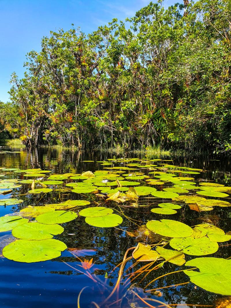 Nympheas and caixeta tree in the Guaraguaçu River