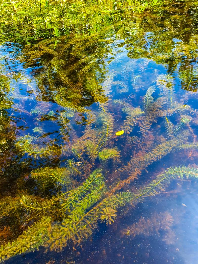 Egeria beds in clear waters upstream