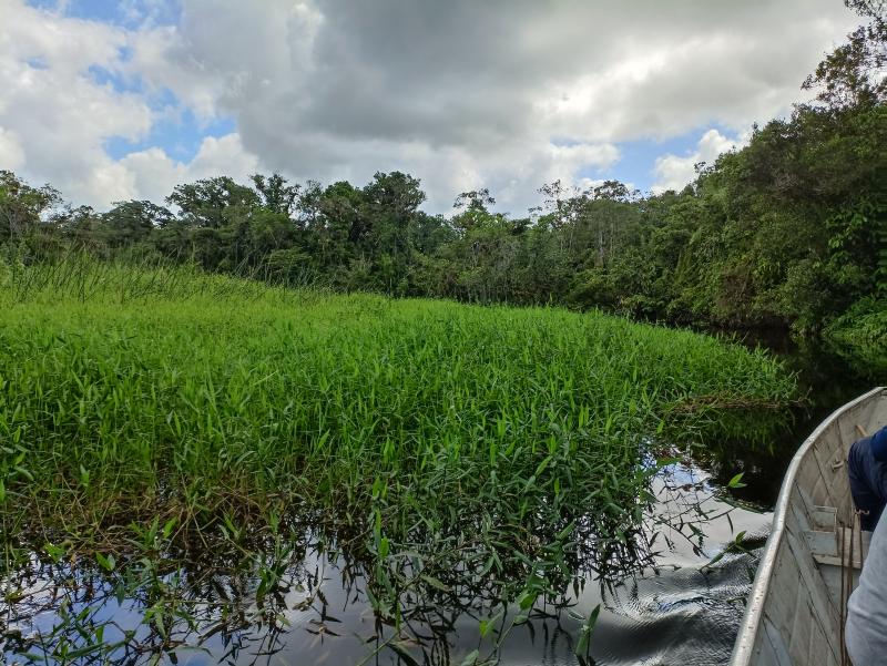 Beds of the invasive tanner grass in a region with human impacts