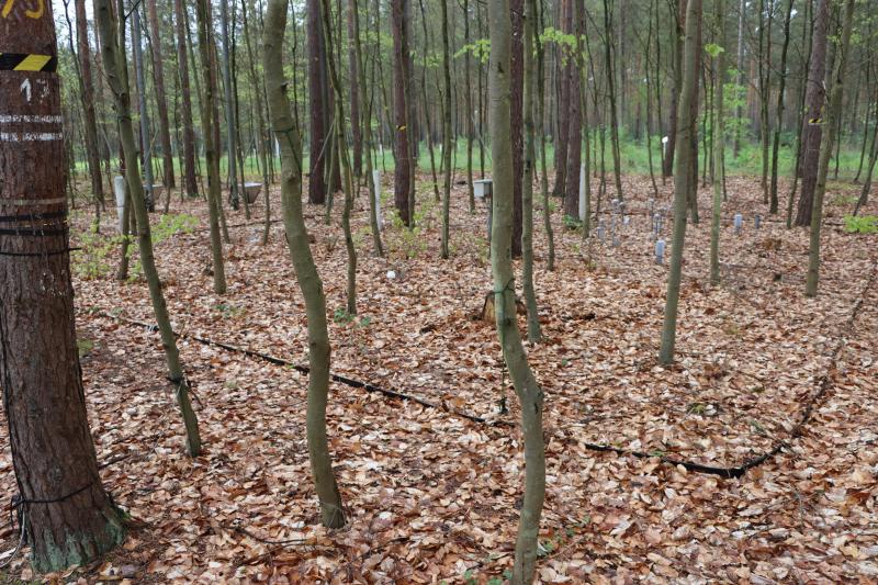 Large scale lysimeter at  stand 5 - pine/beech