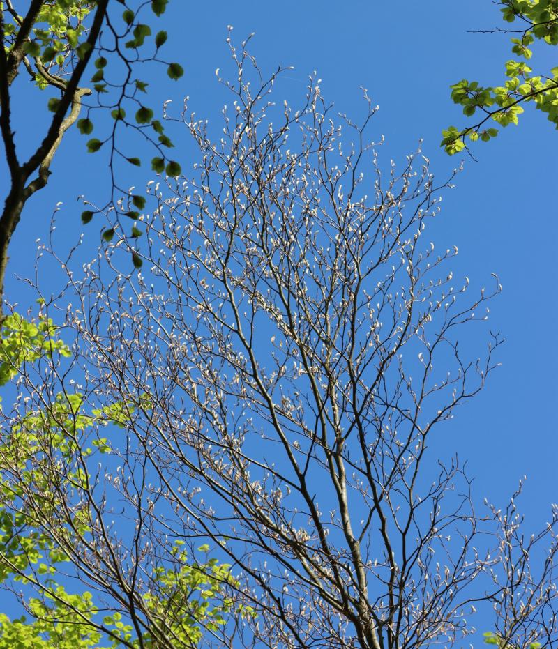 Spring bud burst and learf unfolding at beech tree
