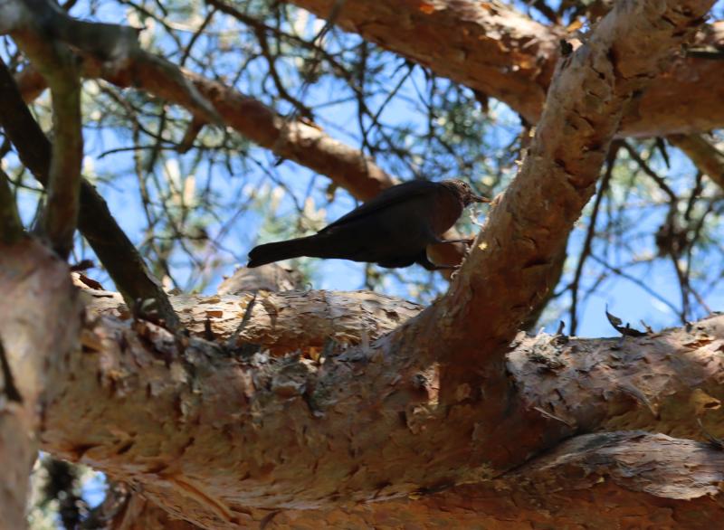 Blackbird in a pine crown