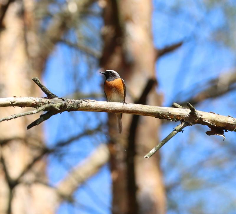 Common Redstart at a pine stand