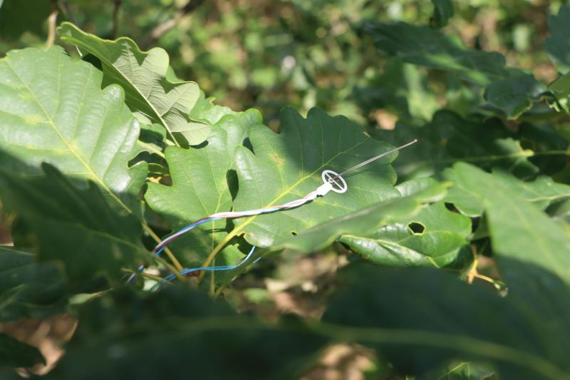 Leaf temperature sensor