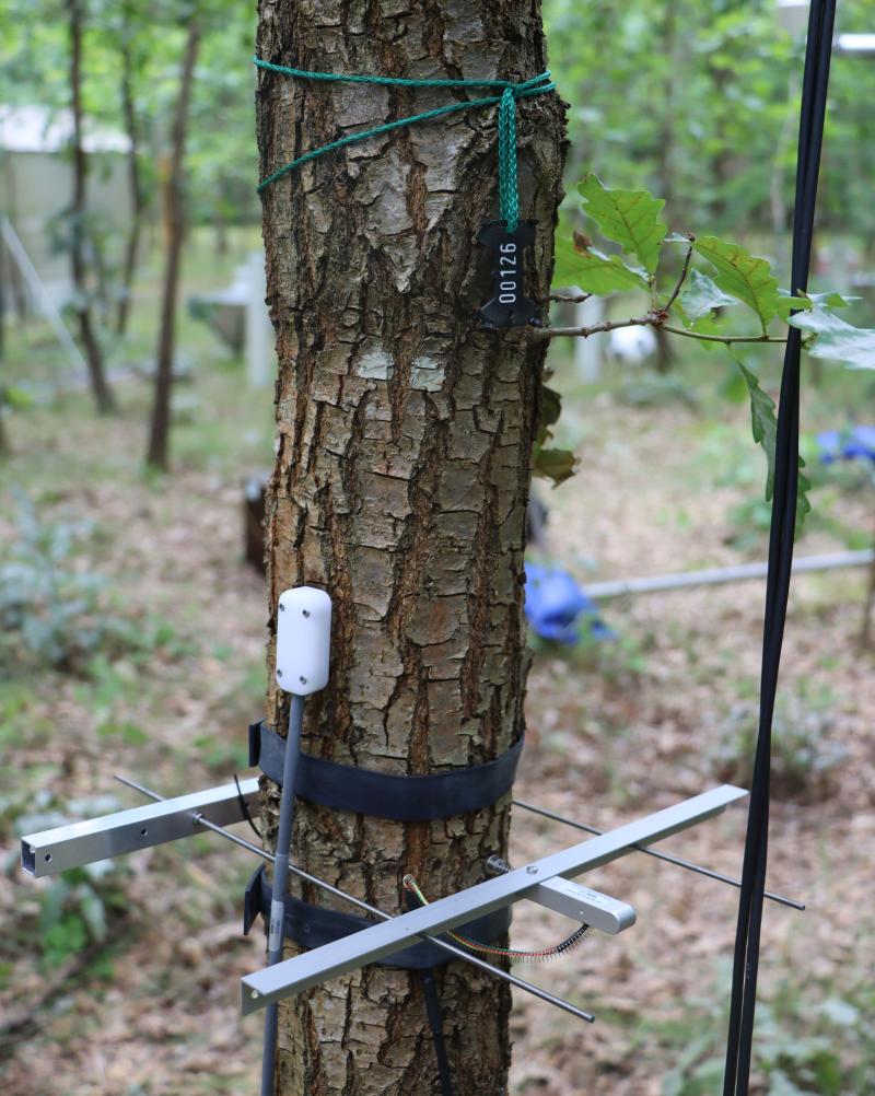 Dendrometer and sapflow sensor at oak stem