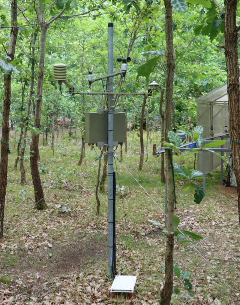 Climate station in an oak stand