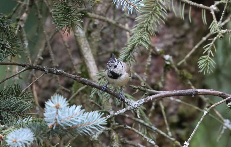 Crested tit