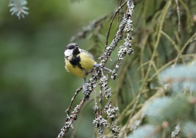Great tit