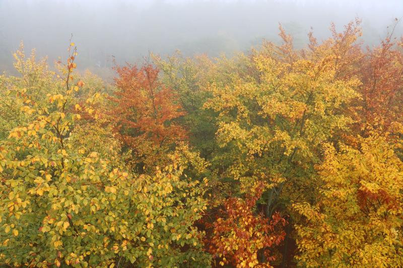 Beech crowns in autumn