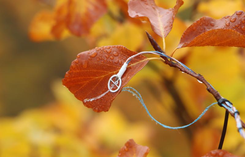 Leaf temperature sensor