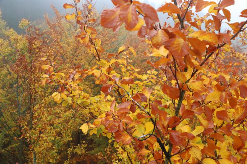Leaf temperature sensor at beech stand