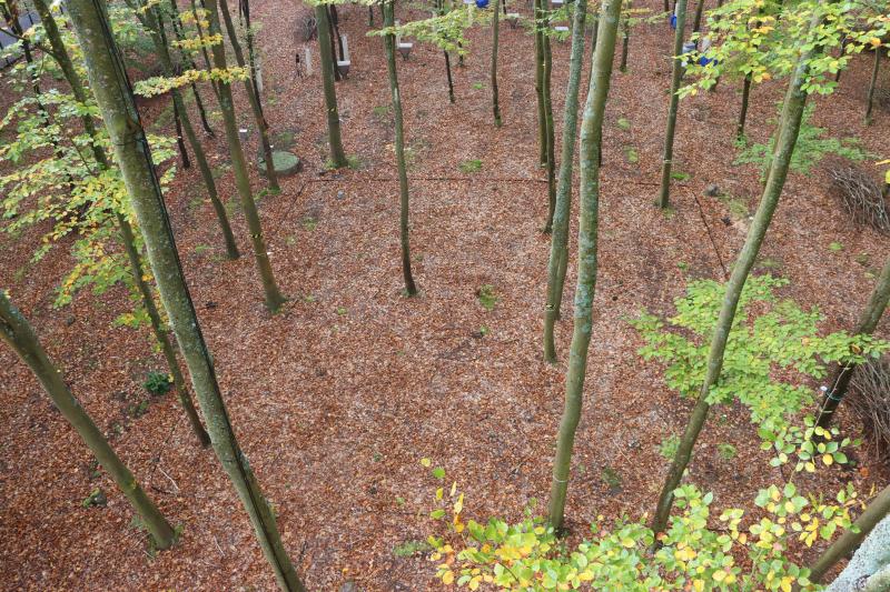 Large scale lysimeter at stand 1 - beech