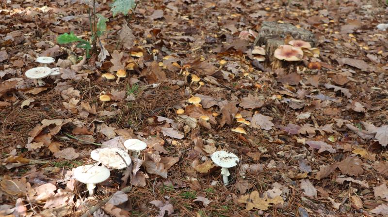Mushrooms at a pine/oak stand