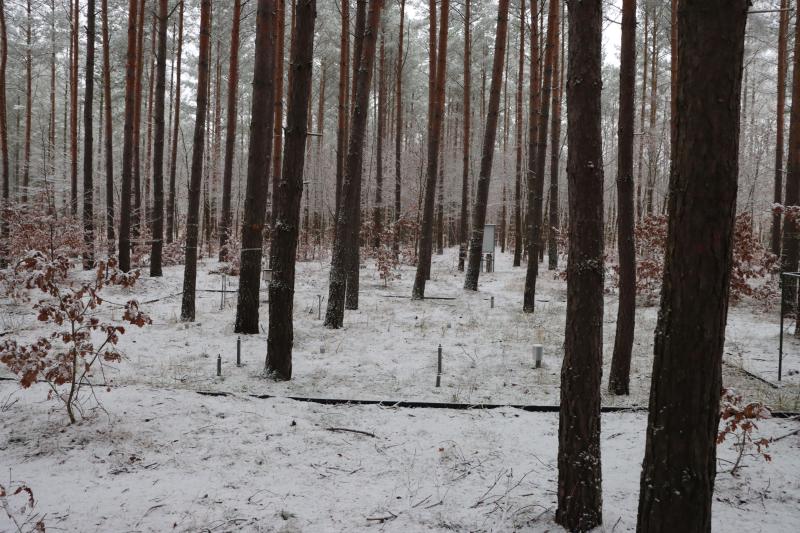 Large scale lysimeter at  stand 9 - pine