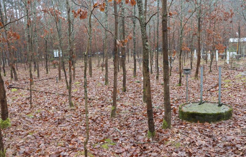 Large scale lysimeter at  stand 4 - oak