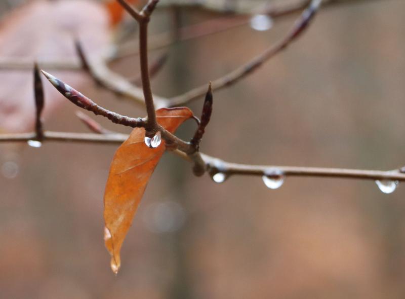 Interception at beech branch