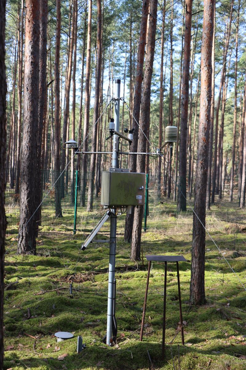 Climate station at a pine stand