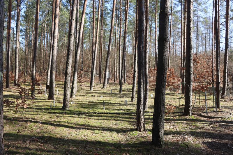 Large scale lysimeter at  stand 9 - pine