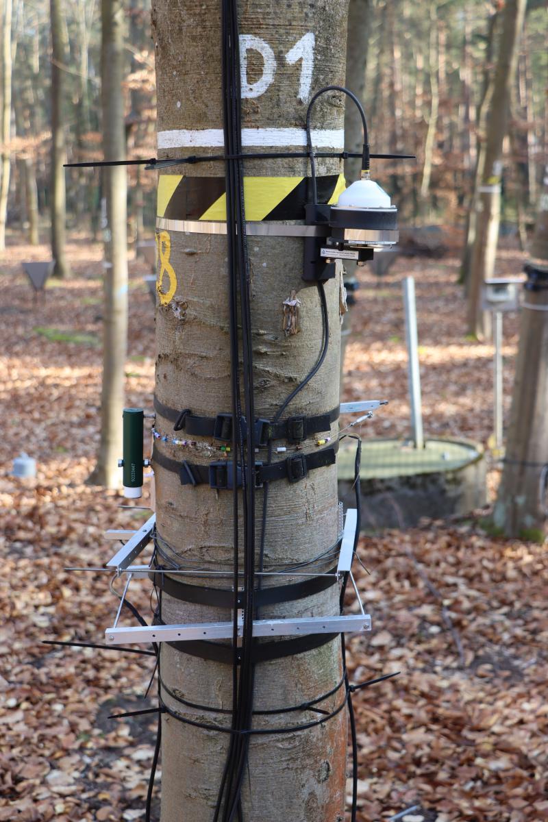 Different dendrometers at a beech