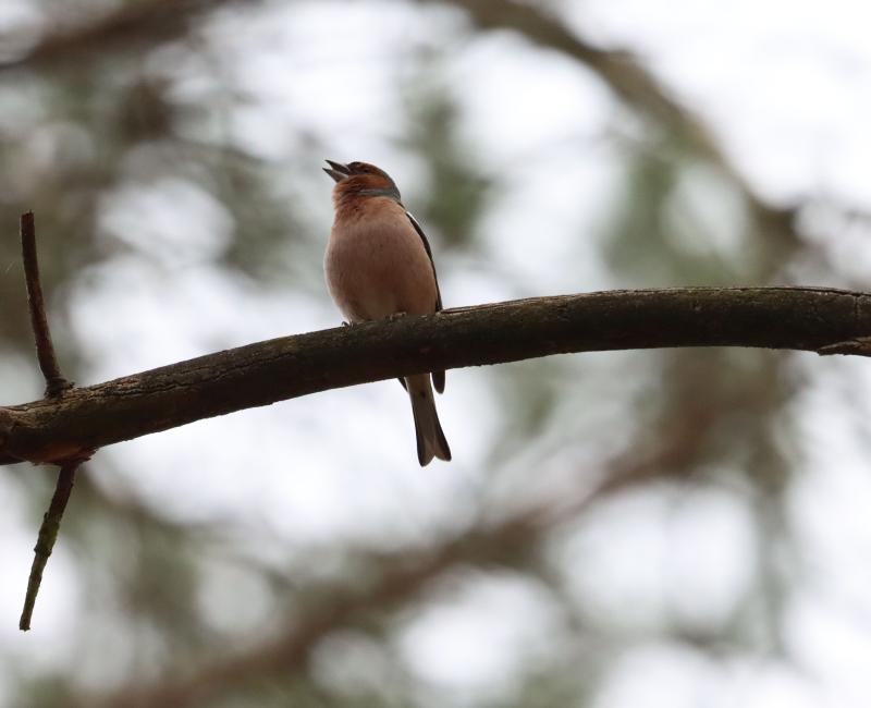 Chaffinch