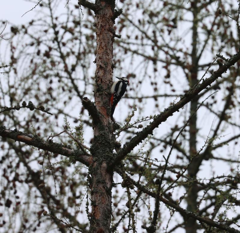 Great spotted woodpecker on a larch stem