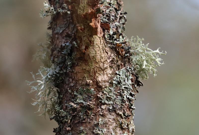 Lichens on a larch stem