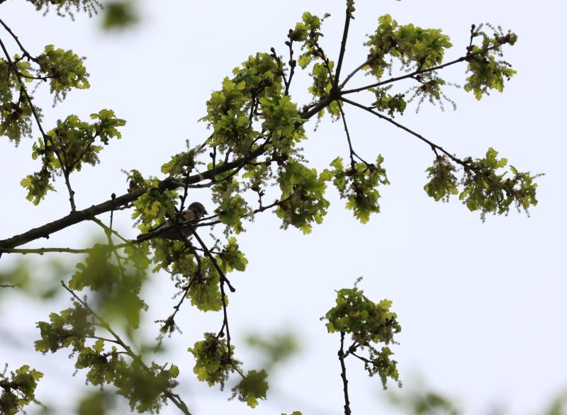 Oak with fresh leaves