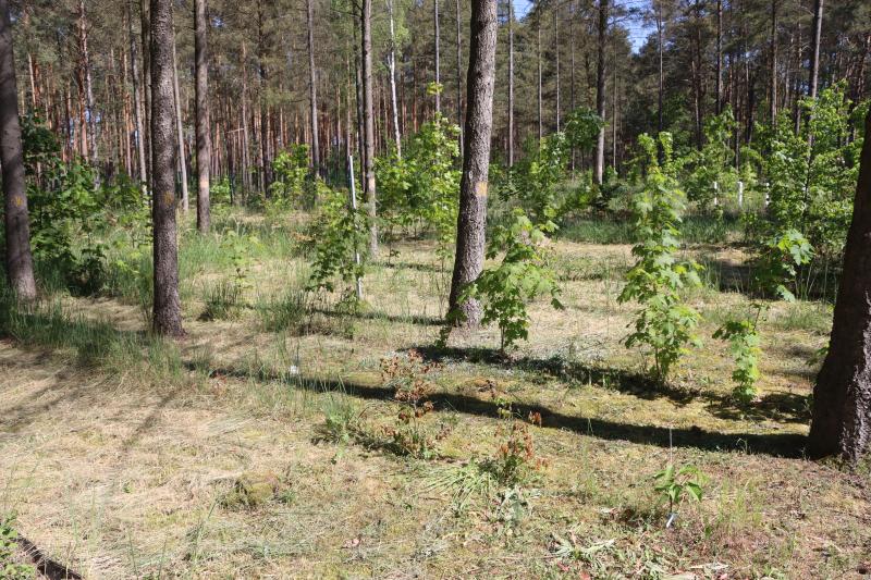 Mixed broad leafed under storey