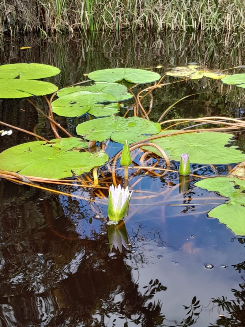 Nympheas in the Guaraguaçu River