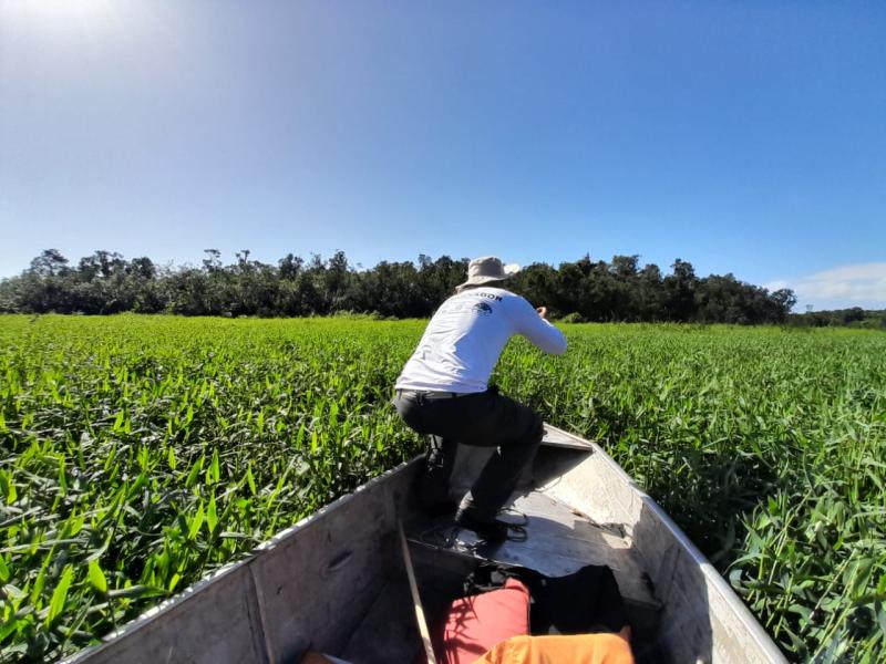 Beds of the invasive tanner grass in a region with human impacts