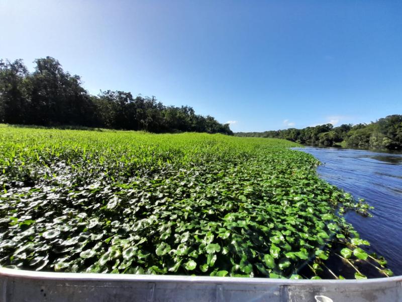 Invasive tanner grass beds (Urochloa arrecta) anchoring other local macrophytes (hydrocotyle)